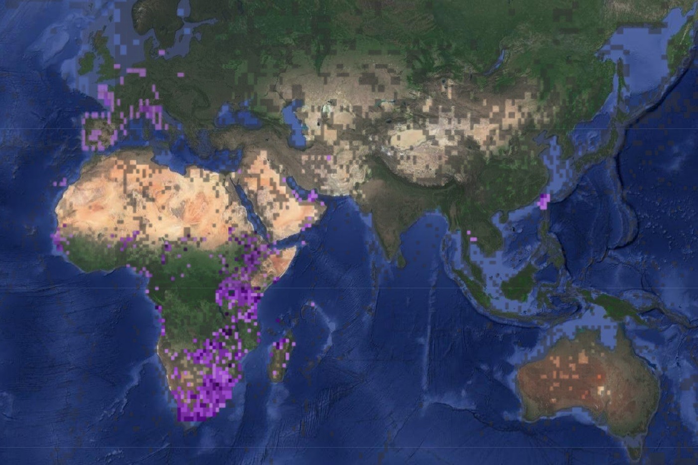 ▲▼埃及聖䴉主要分布在非洲及歐洲，亞洲則集中在台灣。（圖／翻攝自Ebird Taiwan）
