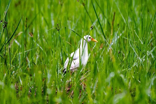 ▲▼白子的白腹秧雞在宜蘭市郊被拍到，賴姓鳥友說第一次看到。（圖／賴姓鳥友提供，下同）