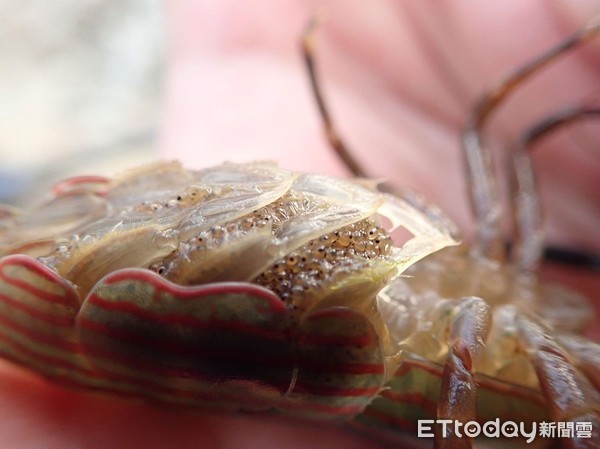 ▲▼「網球蝦」須仰賴洄游性生態相完整的溪流，才有穩定且個體較大的族群。（圖／花蓮林管處提供，下同）