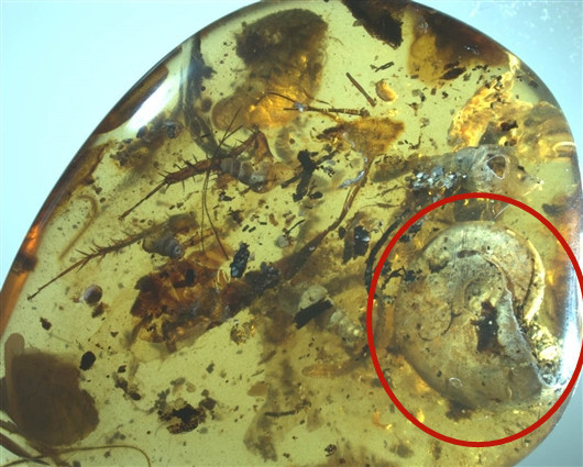▲▼大陸科學家琥珀內發現史前海洋動物「菊石」。（圖／翻攝自《科學網》）