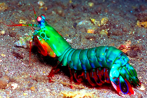 ▲▼Peacock mantis shrimp。（圖／達志影像／shutterstock）