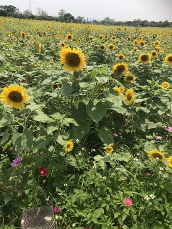 ▲台中環保公園花海。（圖／取自臺中市政府建設局）