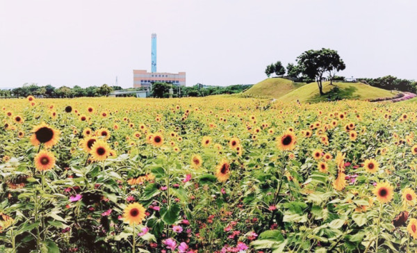 ▲台中環保公園花海。（圖／取自臺中市政府建設局）