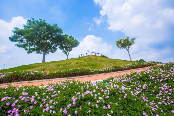 ▲台中向日葵花海。（圖／取自台中觀光旅遊網）