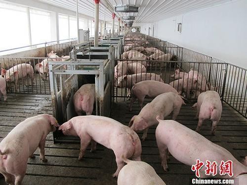 ▲生豬養殖場。（圖／翻攝自《中新社》）