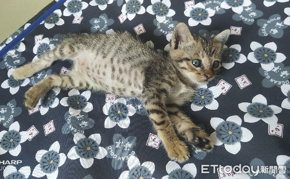 ▲▼ 虎斑小貓快車道發抖,到家不到24小時就翻肚狂睡。(圖/網友Chih-Hao Hsiao授權提供)