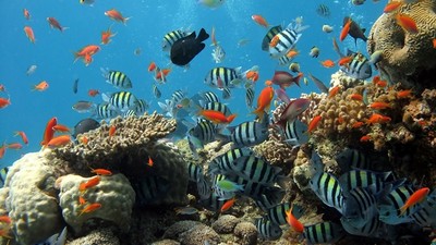 防曬乳毒殺珊瑚！　研究曝無奈事實：觀光越發達，它們死得越快