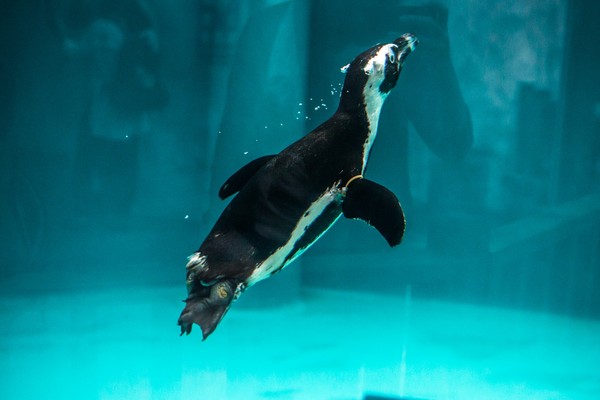 拒當懶骨頭！萌企鵝上晨泳特訓班。（圖／台北市立動物園提供）