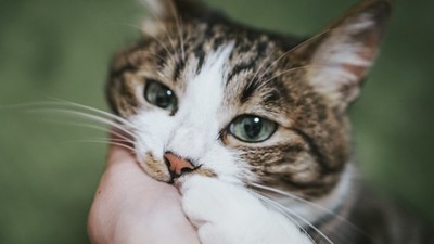 貓中途問躁鬱婦「若你生病，貓怎麼辦」　她心碎：未婚獨居就不能養嗎