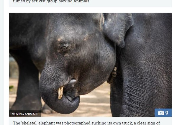 ▲國外動保團體「Moving Animals」於上月發佈一段影片，內容是在泰國「Phuket」動物園所拍攝的，影片中也可以看到，一隻小象已經瘦到見骨，神情相當憂鬱，看起來受到虐待。就在今日便傳來不幸的消息，那隻小象因為表演過勞摔斷腿，不幸身亡。（圖／翻攝自太陽報）