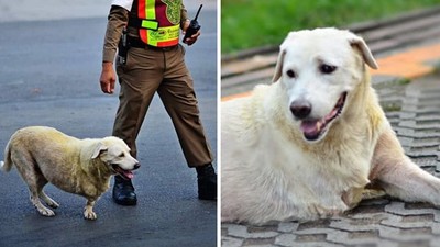 帥警守護「斷腿浪犬」過馬路！牠轉頭露齒燦笑，暖心畫面被拍下