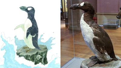 剛逃過火山爆發　冰島大海雀「被博物館抓到絕種」…僅存50隻全變標本
