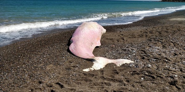7歲年幼抹香鯨擱淺海灘　「胃裡裝滿塑膠垃圾」牙沒長齊就慘死。（圖／翻攝自Facebook／Greenpeace Italia）