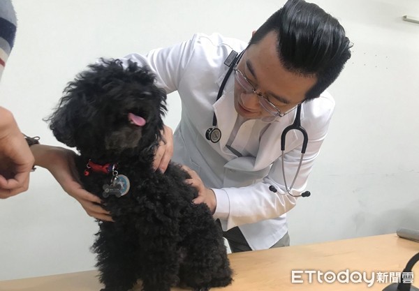 ▲▼獸醫陳正倫幫狗狗做健康檢查。（圖／實習記者呂佩倫攝）