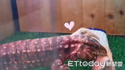 爬蟲其實超可愛！南美蜥蜴「餓到吃手套」玩開：啊啊啊咬不斷（甩