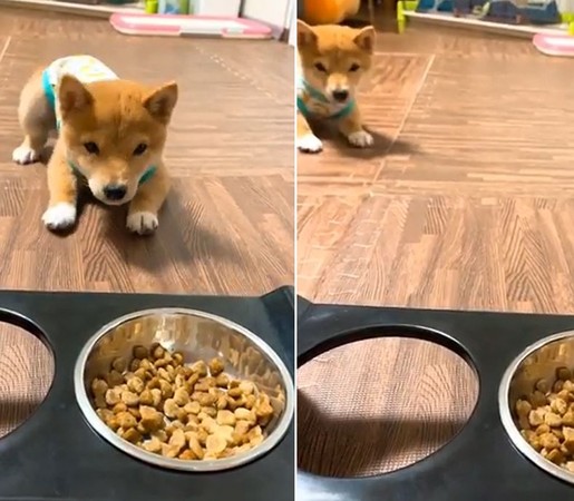 ▲豆柴Uni盯著食物倒退嚕。（圖／翻攝自Instagram／@shiba_uni_20190107）