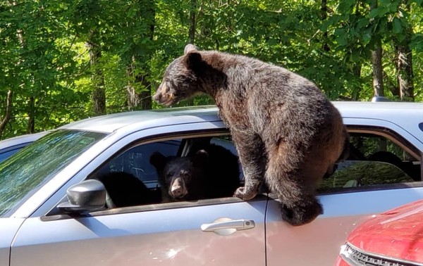 愛車遭3隻頑皮小熊闖入「佔領」　他驚見熊媽媽也守在旁邊！（圖／翻攝自Facebook／Chad Morris）