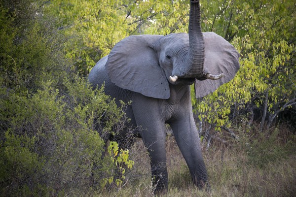 ▲波札那宣布取消狩獵大象禁令，恐怕讓非洲  象的生存權更加惡化。圖為波國境內的非洲象。(圖／達志影像／美聯社)