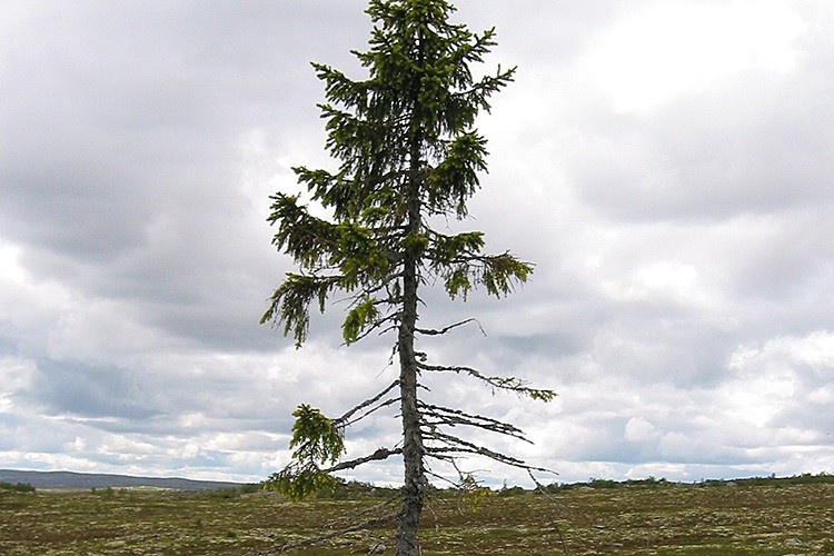 ▲年紀至少9560年的挪威雲杉「Old Tjikko」。（圖／翻攝自Sweden`s national parks）