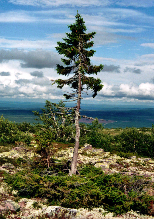 ▲年紀至少9560年的挪威雲杉「Old Tjikko」。（圖／翻攝自Wikipedia／Karl Brodowsky）