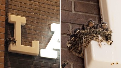 Ｌ字招牌為「燕家五口」熄燈！店家不怕影響生意　只怕鳥寶寶睡不好