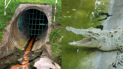 寵物鱷魚被沖馬桶　長成怪物「潛伏下水道」　美都市傳說蔓延到台灣