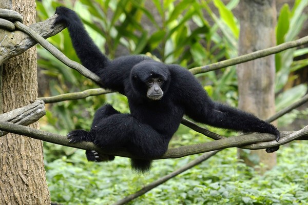 大長臂猿愛說話，熱帶雨林區典型叫聲。（圖／台北市立動物園提供）