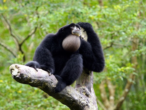 大長臂猿愛說話，熱帶雨林區典型叫聲。（圖／台北市立動物園提供）