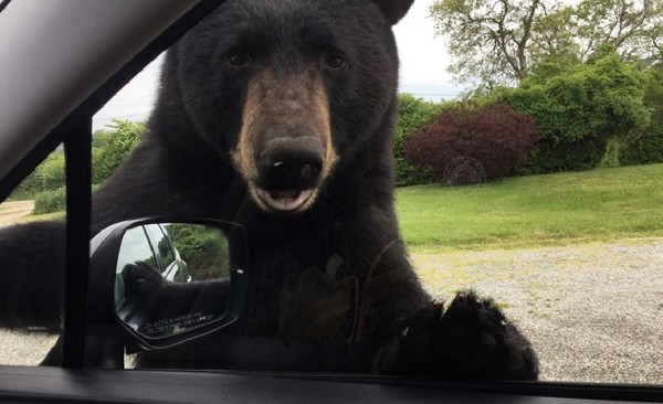 野生黑熊想上車還會自己開門　恐怖「車門拔河」嚇壞女司機。（圖／翻攝自Facebook／Narragansett, RI Animal Control）