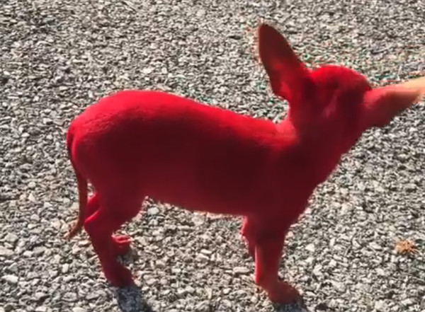 超萌吉娃娃遭染成「紅色惡魔犬」。（圖／翻攝自Instagram@valee）
