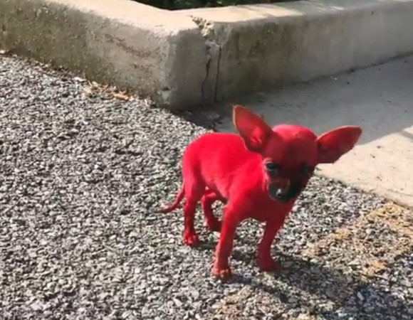 超萌吉娃娃遭染成「紅色惡魔犬」。（圖／翻攝自Instagram@valee）