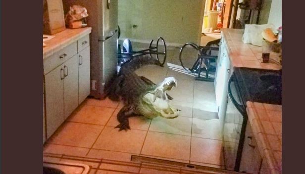 ▲▼美國佛羅里達州一名77歲婦人家中突遭「巨鱷」闖入。（圖／翻攝自Twitter／Clearwater Police Department）