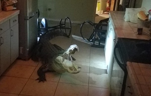 ▲▼ 美國佛羅里達州一戶人家31日凌晨被身長約11英尺（約335公分）的鱷魚闖入。（圖／翻攝自臉書@ClearwaterPolice）