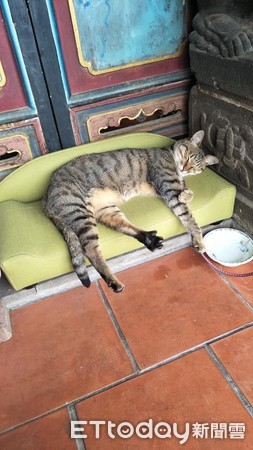 ▲廟裡的小貓還有專屬小沙發。（圖／網友張心皓授權提供）