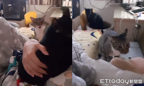 ▲▼媽媽抱別隻貓!吃醋喵氣到飆罵「靠X」 飛機耳討拍:換我了。(圖/網友林寶寶授權提供)