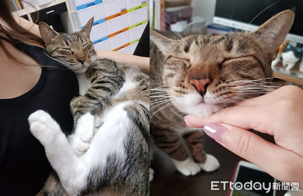 ▲▼媽媽抱別隻貓!吃醋喵氣到飆罵「靠X」 飛機耳討拍:換我了。(圖/網友林寶寶授權提供)