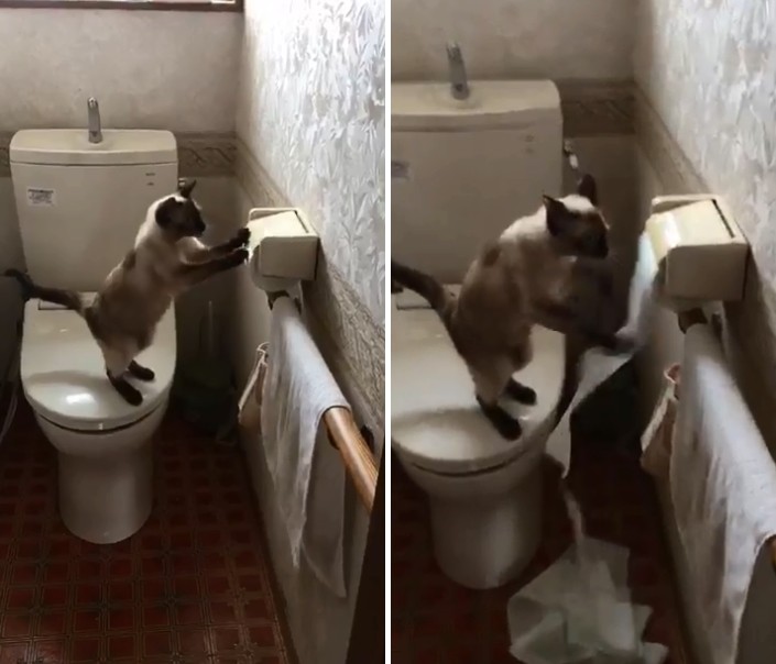 ▲▼貓咪把家裡的滾筒衛生紙全部玩完。（圖／翻攝自推特，Neko_no_fmfm）