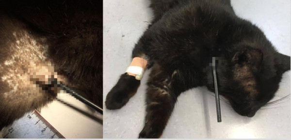 ▲▼ 英國一隻5歲大黑貓被15公分長弓箭射穿肩膀 。（圖／翻攝自RSPCA）