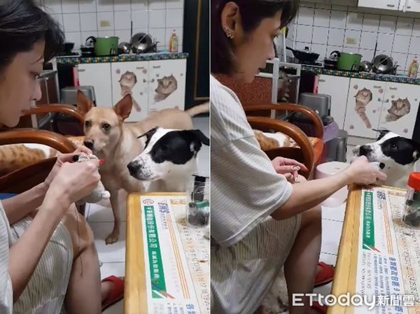 ▲媽溫柔縫補娃娃，狗狗乖坐3分鐘等待。（圖／有點毛毛的／網友Meng Yun Tsang提供，請勿隨意翻拍，以免侵權。）