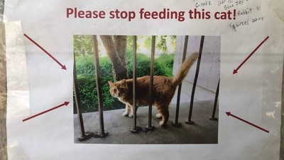 路過人人餵一口　校貓一胖不可收拾　學生製圖表通緝：拜託別餵了！