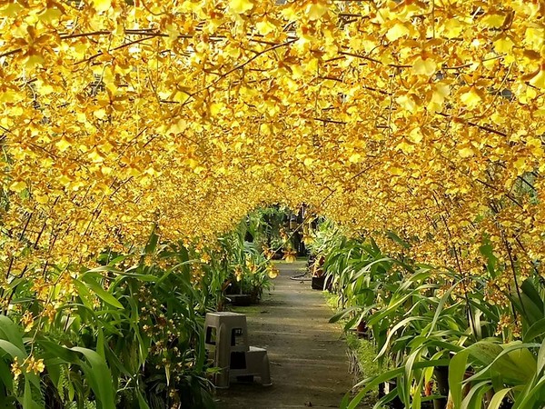 ▲金雙甡花卉農場 。（圖／金雙甡花卉農場粉絲專頁）