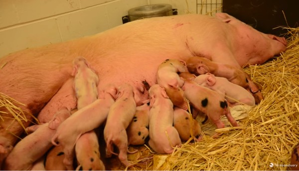 豬媽媽受虐尖叫，安全8小時後誕下17寶寶。（圖／翻攝自Farm Sanctuary）