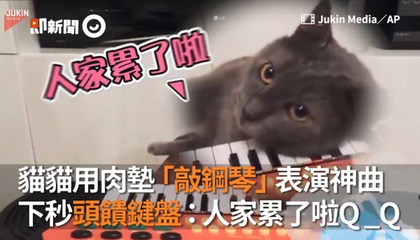 藍貓一掌彈鋼琴，下秒躺鍵盤賣萌。（圖／Jukin Media／AP提供）