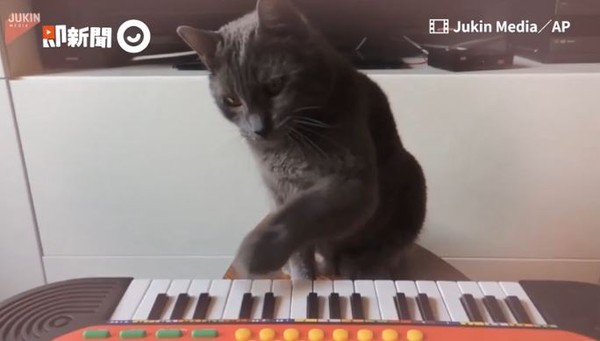 藍貓一掌彈鋼琴，下秒躺鍵盤賣萌。（圖／Jukin Media／AP提供）