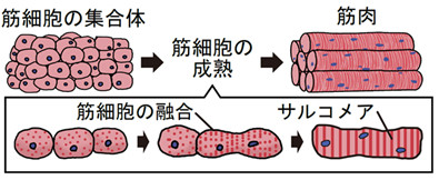 ▲▼日本複製細胞培養出人造和牛。(圖/翻攝自東京大學生產技術研究所)