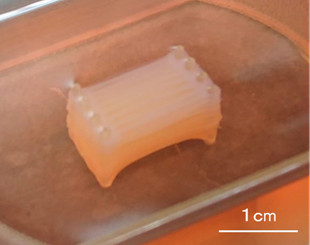 ▲▼日本複製細胞培養出人造和牛。(圖/翻攝自東京大學生產技術研究所)