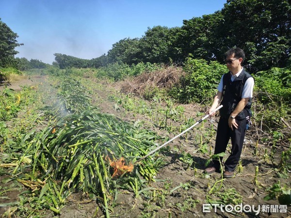 ▲芳苑玉米田發現秋行軍蟲火焚滅蟲。（圖／記者唐詠絮攝）