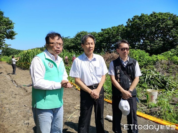 ▲芳苑玉米田發現秋行軍蟲火焚滅蟲。（圖／記者唐詠絮攝）