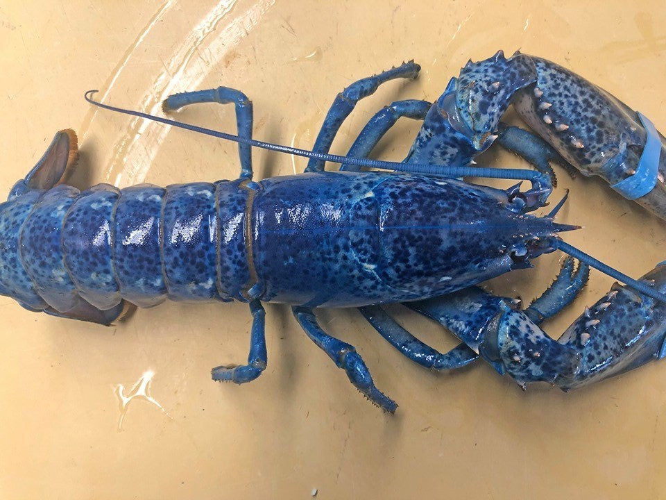 ▲▼餐廳老闆捐出稀有藍龍蝦。（圖／翻攝自Facebook／Arnold`s Lobster & Clam Bar）