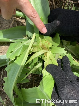 ▲屏東縣發現首例秋行軍蟲入侵，現地掩埋銷燬杜絕疫情擴大。（圖／記者陳崑福翻攝）